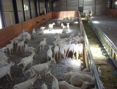 Ρόδος: Αλβανοί μπήκαν παράνομα σε στάβλο και έσφαζαν κατσίκια